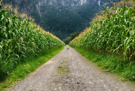 Actividades Primarias